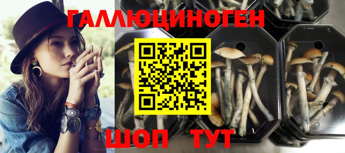 Галлюциногенные грибы Psilocybe Асино